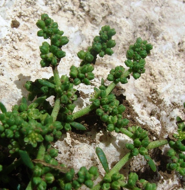 Matese - Herniaria glabra
